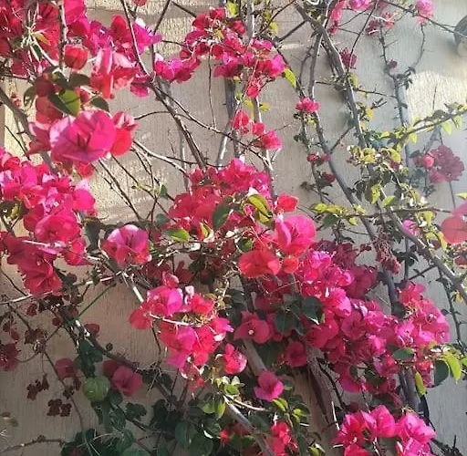 Le Buganville דירה *